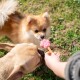 Ein flauschiger Pomeranian-Welpe schaut neugierig auf einen rosa pfotenförmigen Hundekeks, der von einer Person gehalten wird, während ein beiger Hund in der Nähe schnüffelt.