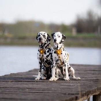 Zwei Dalmatiner mit gelben Geschirren sitzen nebeneinander auf einem hölzernen Steg an einem See.