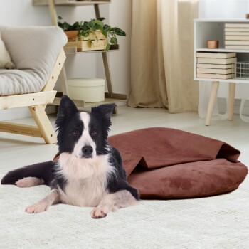 Ein schwarz-weißer Border Collie liegt auf einem plüschigen braunen Haustierbett in einem gemütlichen Wohnzimmer mit einem hellen Teppich und Holzmöbeln.