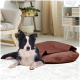 Ein schwarz-weißer Border Collie liegt auf einem plüschigen braunen Haustierbett in einem gemütlichen Wohnzimmer mit einem hellen Teppich und Holzmöbeln.