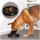 Ein Hund, der aus einer schwarzen langsamen Futter-Schüssel mit wirbelnden Fächern frisst, beschriftet mit "lionto," auf einem gefliesten Boden in einem modernen Raum.