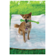 Tan dog sitting on a white blanket in grass, holding a long green twisted chew toy in its mouth