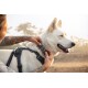 Eine tätowierte Person passt ein Geschirr an einen weißen Hund in einer natürlichen Umgebung an, mit sanftem Sonnenlicht und verschwommenen Bäumen im Hintergrund.