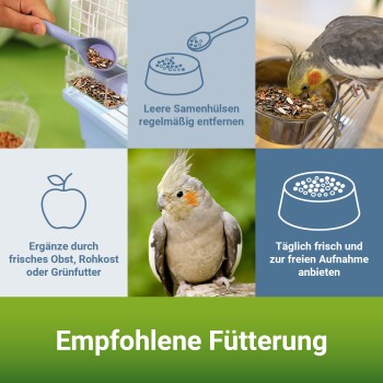 Zwei bunte Papageien, einer frisst, mit Fütterungstipps: "Schalen entfernen," "Frei anbieten," "Frisches Obst und Gemüse hinzufügen." Titel: "Fütterungstipps."