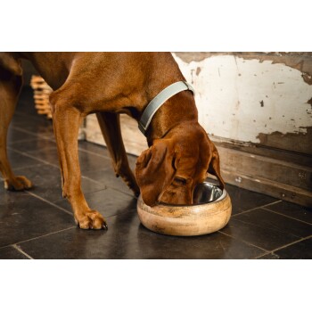 Ein brauner Hund mit einem silbernen Halsband frisst aus einer hölzernen Haustierschüssel mit einem Edelstahl-Innenraum, die auf einem dunklen Fliesenboden steht.