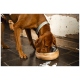 Ein brauner Hund mit einem silbernen Halsband frisst aus einer hölzernen Haustierschüssel mit einem Edelstahl-Innenraum, die auf einem dunklen Fliesenboden steht.
