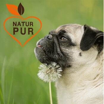 Eine Nahaufnahme eines Mopses mit einem Löwenzahn-Puff, neben dem Text "NATUR PUR" in einem herzförmigen Logo.