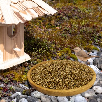 Ein Holzvogelhaus neben einer Schale Vogelfutter auf steinigem Boden, mit einem kleinen braunen Vogel, der in der Nähe sitzt.