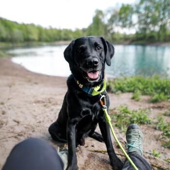 Ein glücklicher schwarzer Labrador Retriever sitzt an einem sandigen Flussufer, trägt ein blaues und grünes Halsband, mit angeleinter Leine, und lächelt in die Kamera.