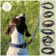 Ein braun-weißer Hund mit einem bunten Halsband steht auf grünem Gras, mit Halsbanddesigns rechts und dem "KIPITA"-Logo oben links.