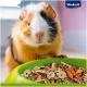 Eine Nahaufnahme eines Meerschweinchens mit braun-weißer Fellfarbe, das neugierig auf eine grüne Schüssel mit buntem Tierfutter schaut.