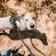 Ruckdämpfer Hund klein u. groß | stark | Elastische, robuste Leinenverlängerung L