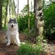 Ein flauschiger grau-weißer sibirischer Husky sitzt auf einem Schotterweg, an einen Baum angeleint, umgeben von Grün und Sonnenlicht.