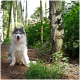 Ein flauschiger grau-weißer sibirischer Husky sitzt auf einem Schotterweg, an einen Baum angeleint, umgeben von Grün und Sonnenlicht.