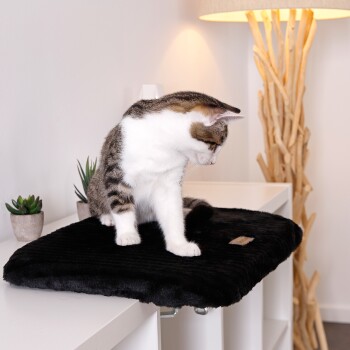 Eine getigerte Katze sitzt auf einem weichen schwarzen Haustierbett und schaut nach unten. Im Hintergrund sind kleine Topfpflanzen und eine Lampe.