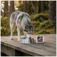 Grey husky drinking from stainless steel bowl on wooden deck in forest, with pet food pack labeled "WILDERNESS" beside bowl.