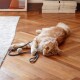 Eine flauschige orange Katze liegt auf einem Holzboden und hält spielerisch ein graues Seilspielzeug mit einem Knoten, umgeben von einer gemütlichen Wohnumgebung.