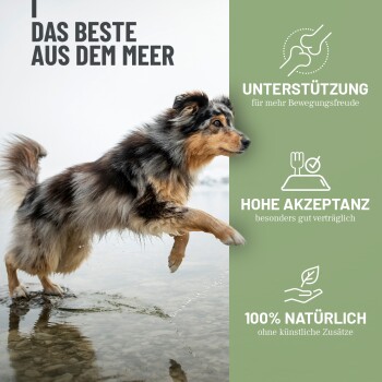 Behälter mit REAVET Grünlipp Muschel-Extrakt für Hunde, mit einem Border Collie auf dem Etikett, Größe 250g.