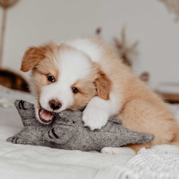 Ein flauschiger hellbrauner und weißer Welpe kaut verspielt auf einem grauen katzenförmigen Plüschspielzeug vor einem gemütlichen, neutralen Hintergrund.