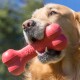 Golden retriever holding a red KONG bone toy in its mouth outdoors with a blurred green background.