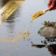 Eine Hand gießt bunten Fischfutter aus einer Holzschaufel in einen Teich, mit einem goldenen Banner "PREMIUM" in der Ecke.