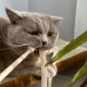 Grau getigerte Katze, die an einem Stoffriemen und einem Holzstab auf einem Stuhl kaut, Nahaufnahme mit sichtbaren Schnurrhaaren und bernsteinfarbenen Augen