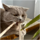Grau getigerte Katze, die an einem Stoffriemen und einem Holzstab auf einem Stuhl kaut, Nahaufnahme mit sichtbaren Schnurrhaaren und bernsteinfarbenen Augen