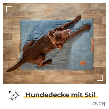 Ein brauner Hund liegt auf einer stilvollen blauen Haustierdecke mit einem Lederanhänger, beschriftet mit "Hundedecke mit Stil" am unteren Rand.