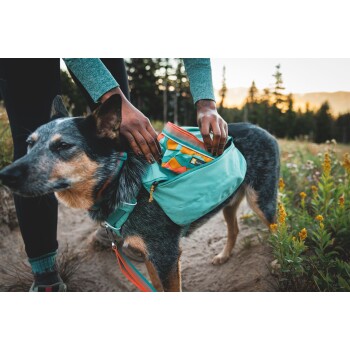 Eine Person legt bunte Gegenstände in einen türkisfarbenen Hunderrucksack, während sie einen blauen Heeler-Hund in einer natürlichen Umgebung streichelt.