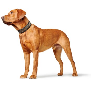 Ein stehender goldbrauner Hund mit einem dekorativen Halsband, der zur Seite schaut, vor einem weißen Hintergrund.