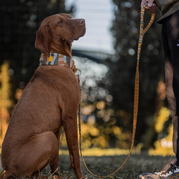 Brauner Vizsla trägt ein gemustertes Halsband und eine passende Leine, sitzt und blickt nach oben, während der Besitzer die Leine hält