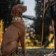 Brauner Vizsla trägt ein gemustertes Halsband und eine passende Leine, sitzt und blickt nach oben, während der Besitzer die Leine hält