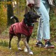 Mischlingshund mit kastanienbraunem Fell an der Leine geht neben einer Person in Jeans und Turnschuhen im Wald.