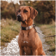 Beiges Hundehalsband mit schwarzer Kunststoffschnalle und D-Ring, mit kleinem schwarzem Anhänger mit der Aufschrift „THE DOG IDEA“.