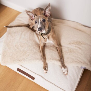 Ein brauner und weißer Hund mit großen Ohren sitzt auf einem plüschigen, beigen Haustierbett und schaut neugierig in die Kamera.