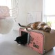 Eine getigerte Katze liegt verspielt auf einem rosa Katzenhaus mit der Aufschrift "Sardinen aus dem Meer", während eine schwarz-weiße Katze von innen herausblickt.