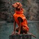 Ein Hund, der einen leuchtend orangefarbenen Regenmantel mit Kapuze trägt, steht auf einem weißen Hintergrund.