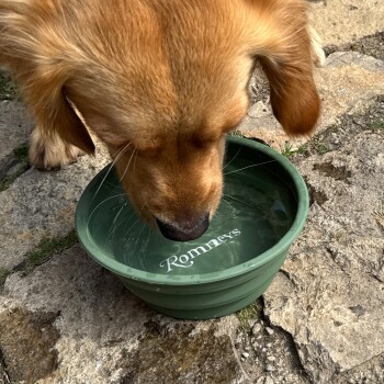 Golden Retriever trinkt Wasser aus einer grünen Schüssel mit der Aufschrift „Romneys“ auf steiniger Oberfläche.