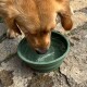 Golden Retriever trinkt Wasser aus einer grünen Schüssel mit der Aufschrift „Romneys“ auf steiniger Oberfläche.