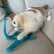 Creme-braune Katze liegt auf einem beigen Sofa und greift mit der Pfote nach einer türkisfarbenen Leine/einem Seil.