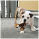 Gestromte und weiße Englische Bulldogge auf grauem Teppich, die ein Plüsch-Tiger-Spielzeug im Maul hält.