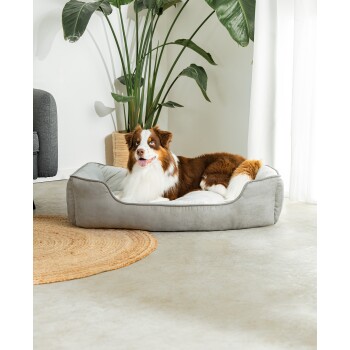 Ein glücklicher Australian Shepherd Hund liegt in einem gemütlichen grauen Hundebett, umgeben von Zimmerpflanzen und einem gewebten Teppich.