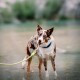 Ein verspielter braun-weißer Hund mit auffälligen blauen Augen steht im flachen Wasser, trägt ein blaues Halsband und ist an einer leuchtend grünen Leine befestigt.