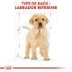 Illustration d'un Labrador Retriever avec des mesures et le texte 'TYPE DE RACE : LABRADOR RETRIEVER' en lettres rouges en gras.