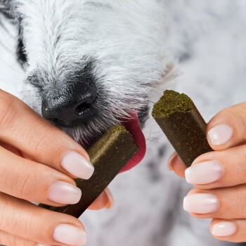 Eine Nahaufnahme eines Hundes, der nach einem Behälter mit "Zahnfee Sticks" Haustierleckereien greift, mit mehreren Sticks, die auf einer rosa Oberfläche verstreut sind.