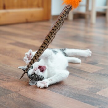 Ein verspieltes Kätzchen mit schwarz-weißer Fellfarbe liegt auf einem Holzboden und greift nach einem gefiederten Spielzeug mit einem orangefarbenen Büschel, mit offenem Mund vor Aufregung.
