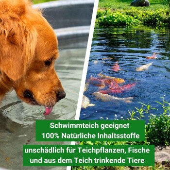Ein Golden Retriever trinkt aus einer Schüssel links von einem Koi-Teich. Text: "Schwimmteich geeignet 100% Natürliche Inhaltsstoffe."