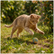 Orange getigerte Katze springt auf einen bunten Ball aus Gummibändern im sonnenbeschienenen Garten.