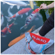 Eine Person füttert bunte Koi-Fische aus einer Tüte KI-JA-KO Premium Koi-Futter, während verschiedene Koi in einem Teich schwimmen.