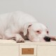 Ein weißer Hund ruht auf einem cremefarbenen Haustierbett mit einem braunen Etikett, das "tierlando Hundebetten und mehr" liest.